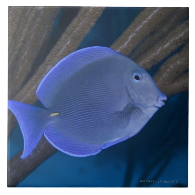 Coeruleus do Acanthurus com mar (Frente)