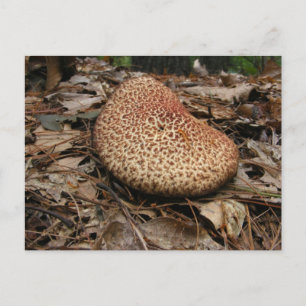 Cogumelo 149 ~ cartão postal