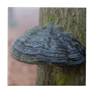Cogumelo em um tronco de árvore na floresta