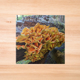 Cogumelo Galinha-da-Floresta Laranja