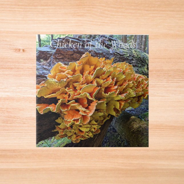 Cogumelo Galinha-da-Floresta Laranja (In Situ)