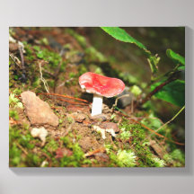 Cogumelo Russula de Tampa Vermelha