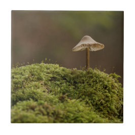 Cogumelo Sereno na Floresta Musgosa Impressão de A