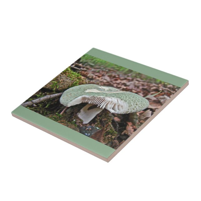 Cogumelo Verde - Russula crusosa (Lateral)