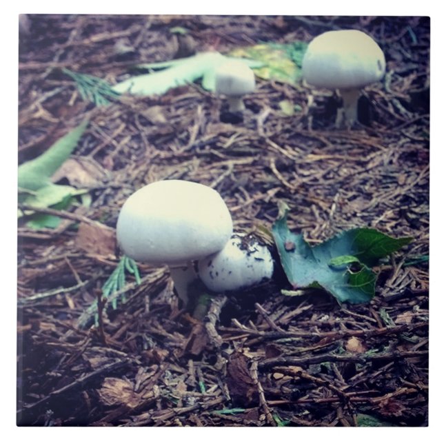 Cogumelos Brancos e Bonitos (Frente)