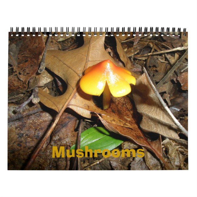 Cogumelos de Calendário (Capa)
