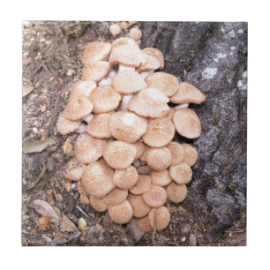 cogumelos de mel ringless