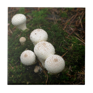Cogumelos de puffball de Lycoperdon