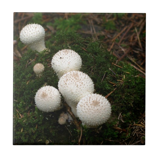 Cogumelos de puffball de Lycoperdon (Frente)