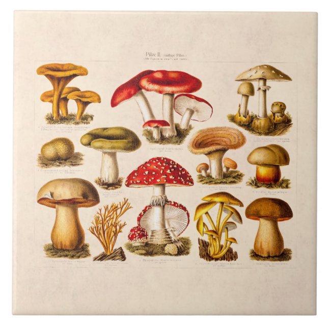 Cogumelos do vermelho da variedade do cogumelo dos (Frente)