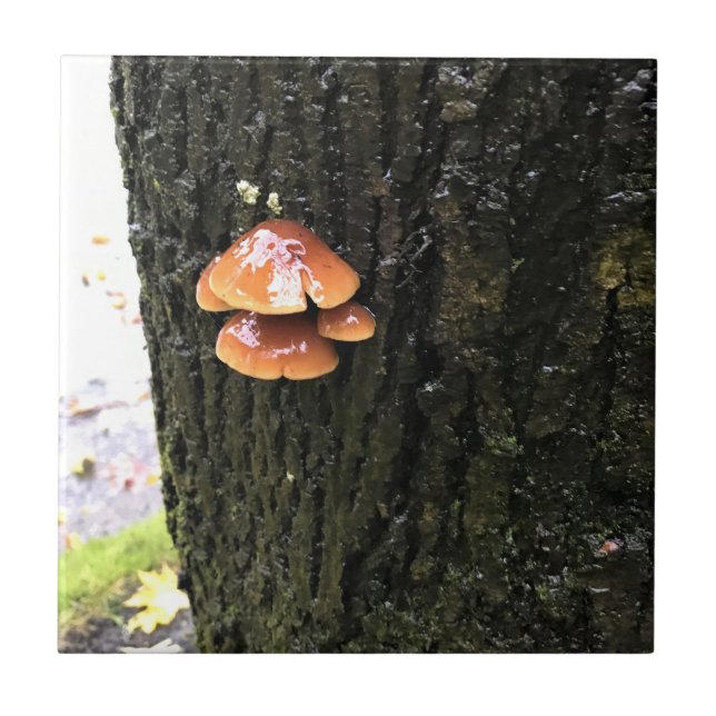 Cogumelos em uma árvore, Oregon (Frente)