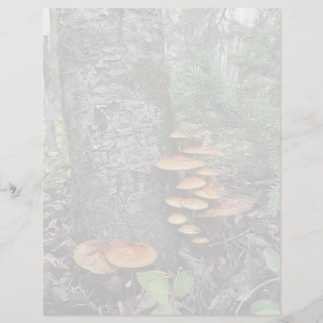 Cogumelos - Folha de papelaria de 8,5" x 11" (Frente)