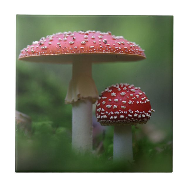 Cogumelos Mágicos (Frente)