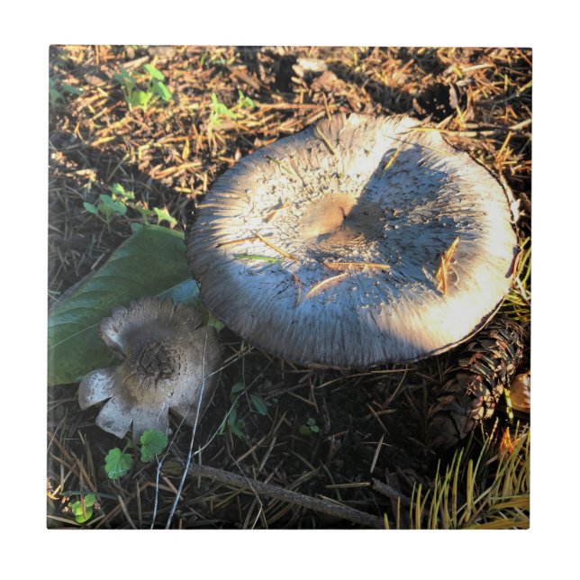 Cogumelos, Oregon (Frente)