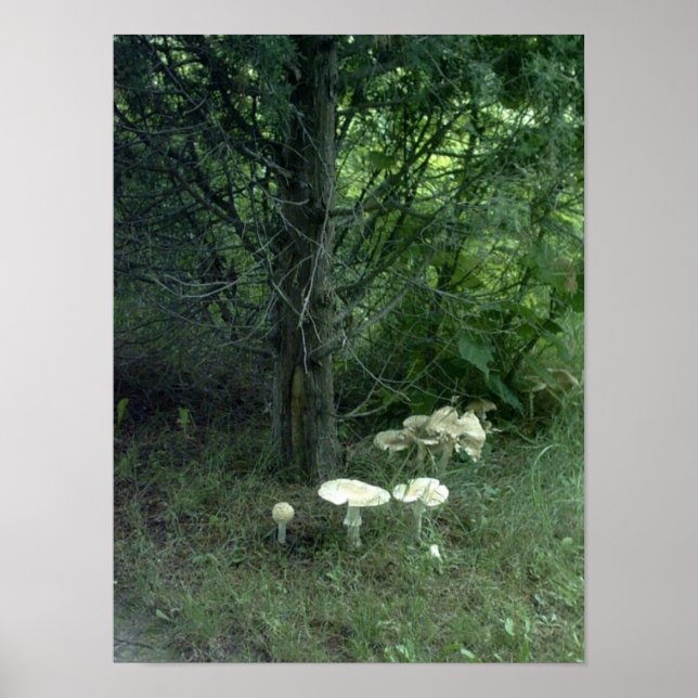 Cogumelos para Pat Poster (Frente)