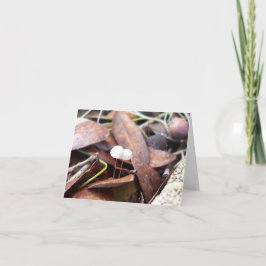 Cogumelos Pequenos no Cartão de Saudação Dobrado