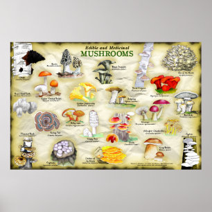 Cogumelos poster (comestíveis e medicinais)