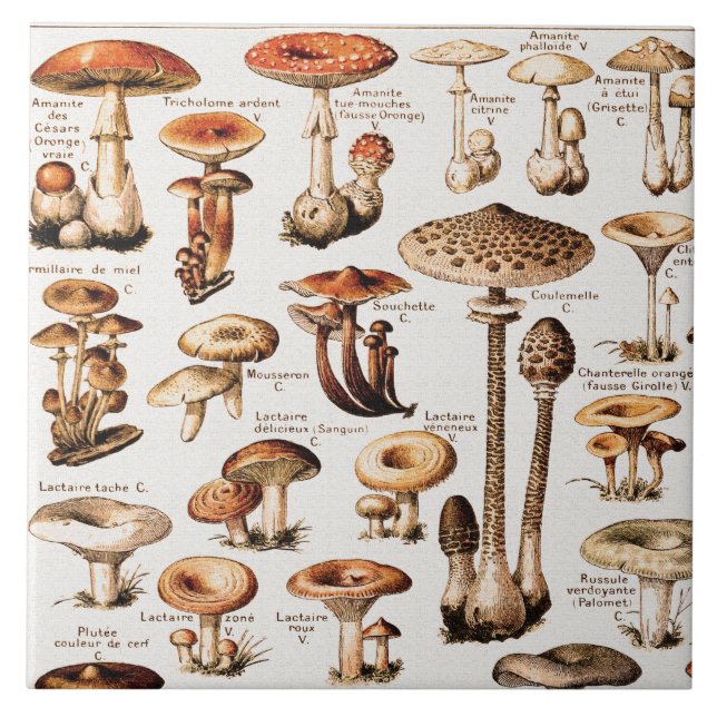 Cogumelos Vintage Por Adolphe Millot  (Frente)