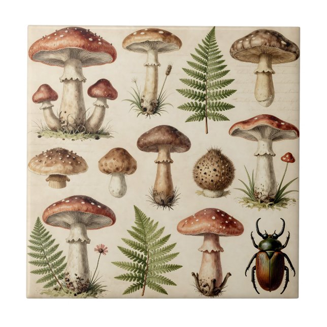 Colagem Botânico Vintage de Cogumelo Samambaia (Frente)