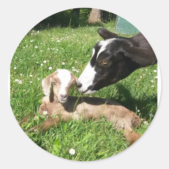 Colagem de adesivos de Cabra 6 (Frente)