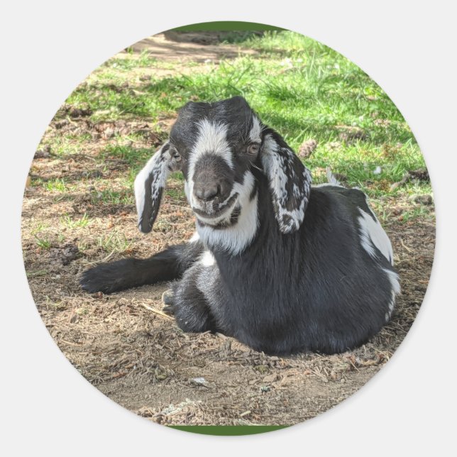 Colagem de adesivos de Cabra 6 (Frente)