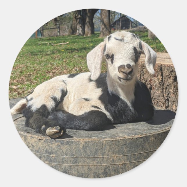 Colagem de adesivos de Cabra 6 (Frente)