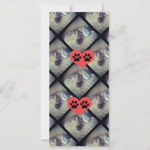Colagem de Cat com PawPrints por Shirley Taylor