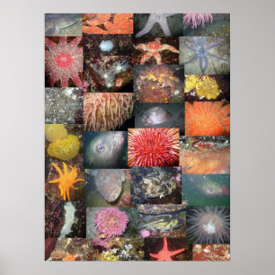 Colagem de Criaturas Submarinas - Impressão de Art