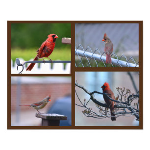 Colagem de Fotos de Cardinal