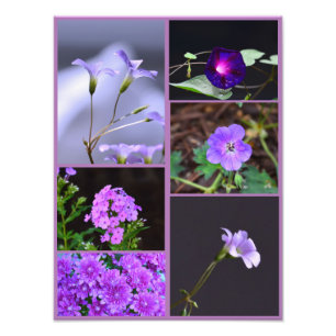 Colagem de Fotos de Flores Roxas