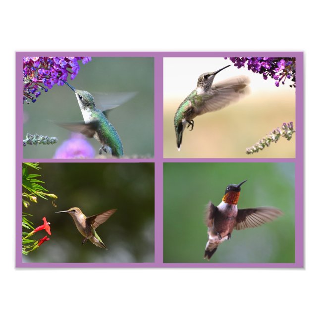 Colagem de Fotos de Hummingbird (Frente)