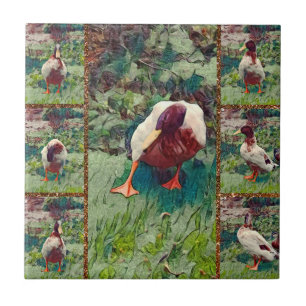 Colagem de Fotos de Pato Entediado, Azulejo Cerâmi