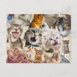 Colagem de Gatos no Cartão Postal