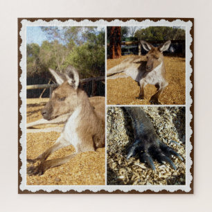 Colagem de Imagens de Kangaroo, Quebra-cabeça de J