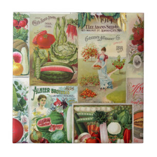 Colagem do catálogo da fruta e de semente dos