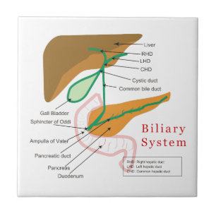 Colagogo biliar da carta do diagrama de sistema