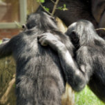 COLAR BANHADO A PRATA CHIMPANZÉS<br><div class="desc">Um par de chimpanzés muito bonitos. Eles são melhores amigos ou planejando o mal-estar?</div>