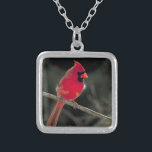 Colar Banhado A Prata Foto de um Cardeal Vermelho Emitido em uma Ramific<br><div class="desc">Uma bela fotografia da natureza de um cardeal brilhante de norte vermelho gravado em um galho de árvore.</div>
