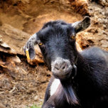 COLAR BANHADO A PRATA GORDURA<br><div class="desc">Uma cabra bonita se posando para a câmera. Inglaterra Reino Unido.</div>