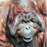 COLAR BANHADO A PRATA ORANGUTANS<br><div class="desc">A photographic design of a beautiful male orangutan.</div>