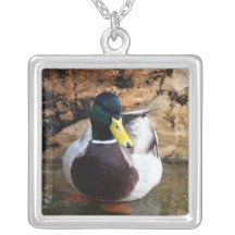 Pato masculino do pato selvagem