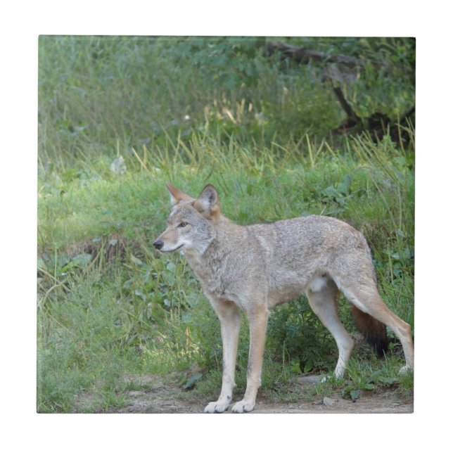 Coleção Coyote (Frente)
