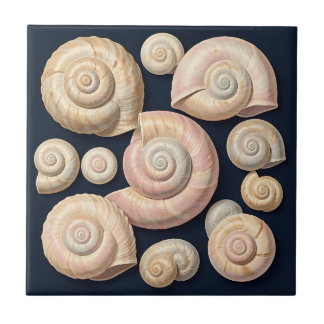 Coleção de Conchas Marinhas Espirais Bege Rosa Náu
