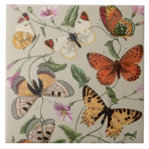 Coleção de Desenhos de Mariposa Borboleta Natureza