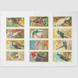 Coleção de Pássaros Coleção de Pássaros Papel Teci