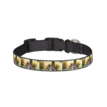 Sheltie Dog Collar