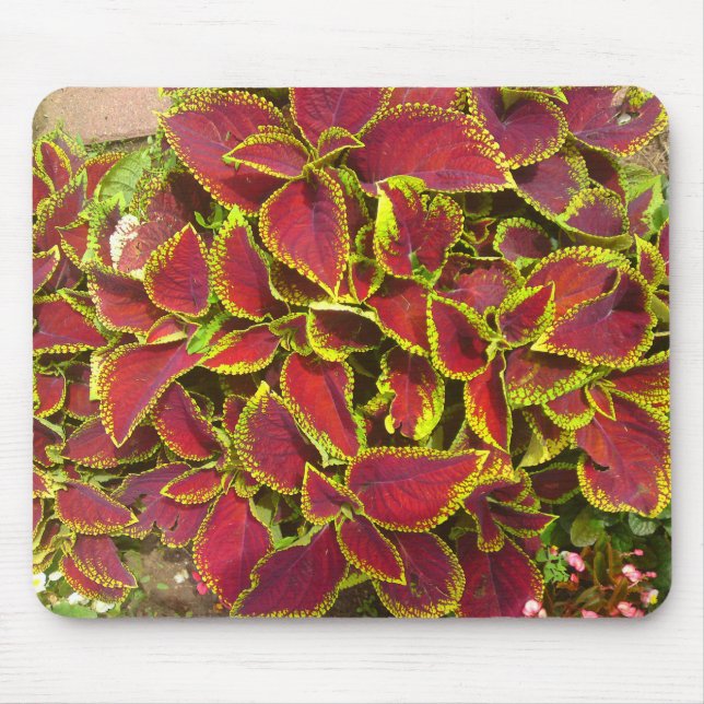 Coleus Flower Patch Mousepad (Frente)