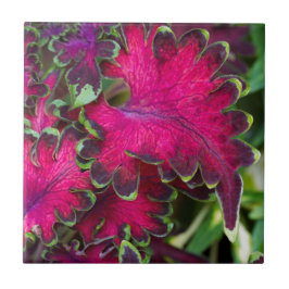 Coleus Macro