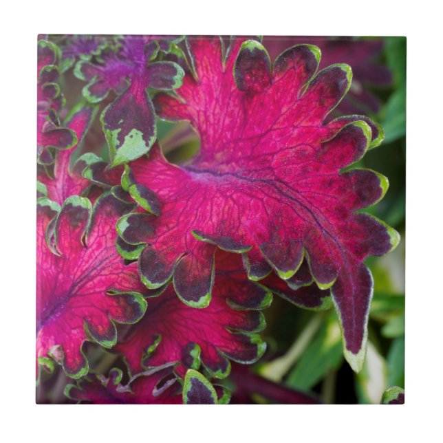 Coleus Macro (Frente)