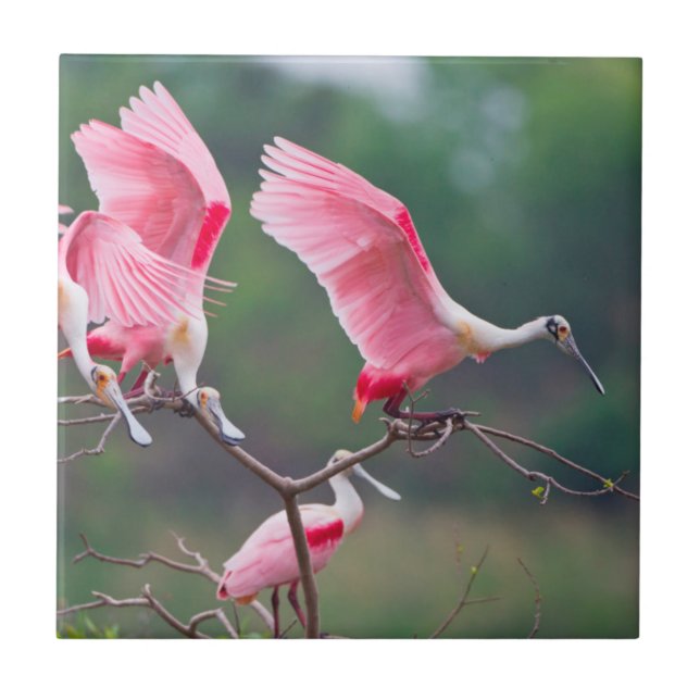 Colheres Rosadas (Ajaia Ajaja) Pousando (Frente)